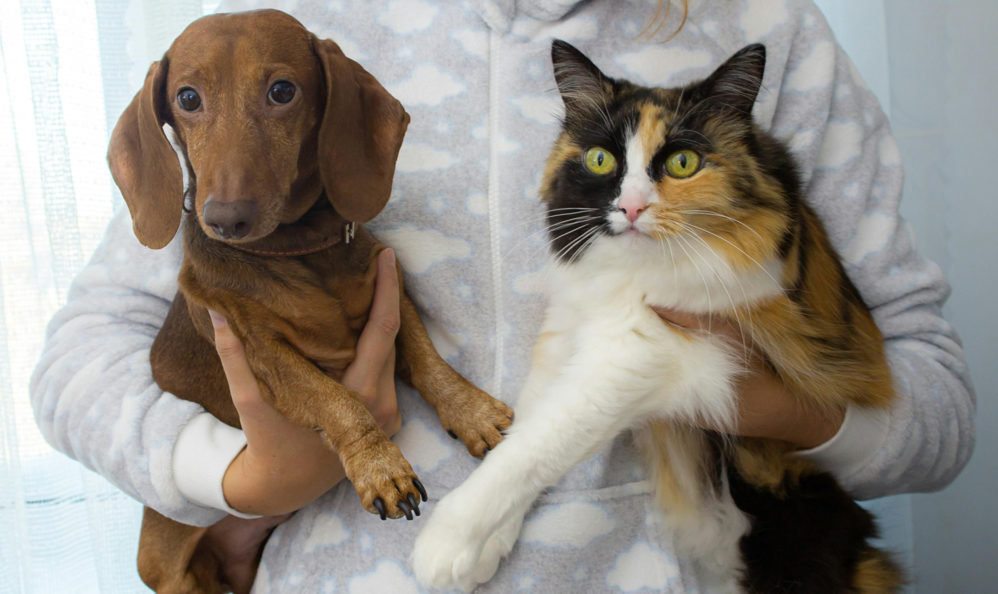 Cat and dog